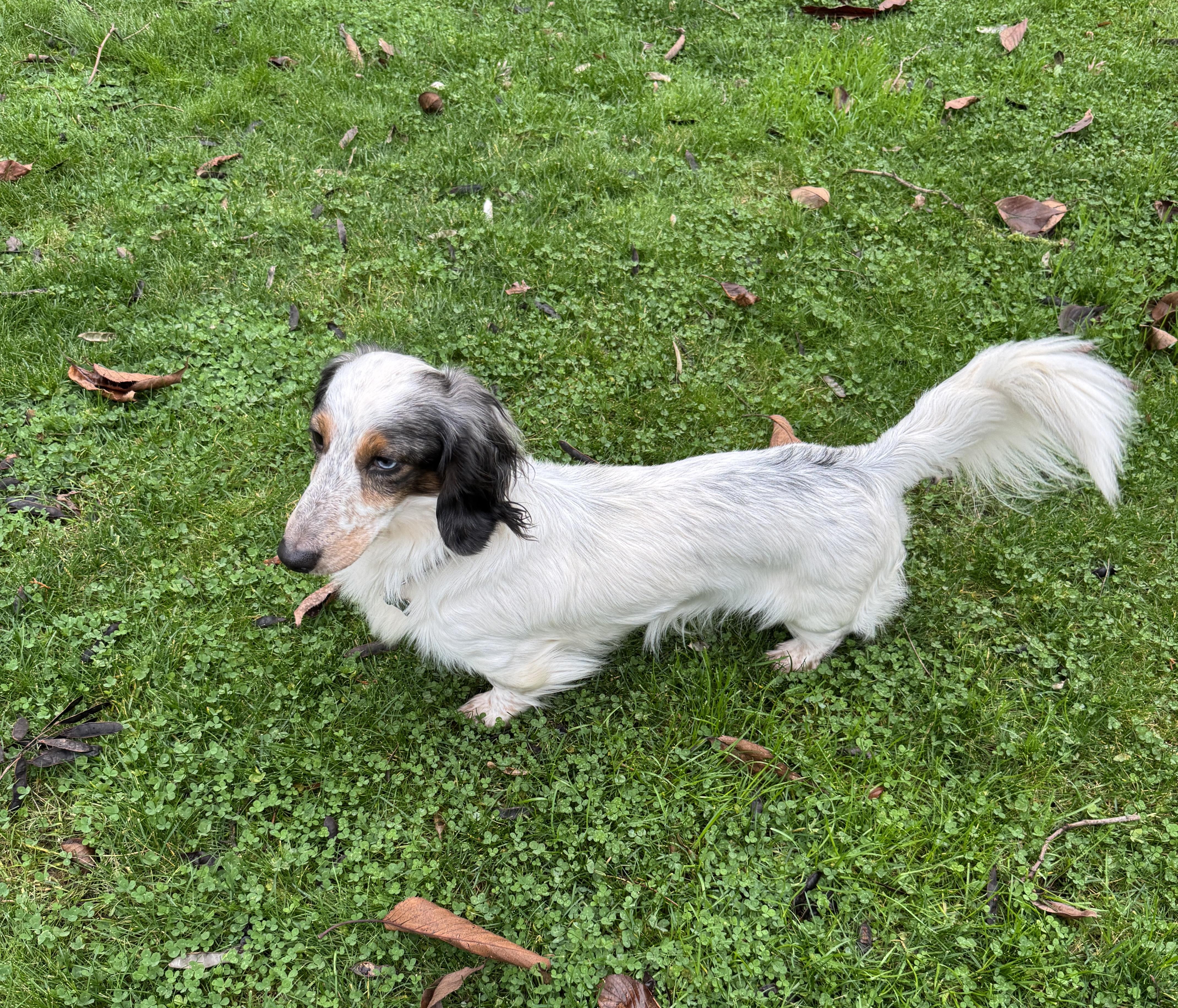 Enlarge Duke, a ADOPTABLE Dachshund in Portland, OR image 4/4