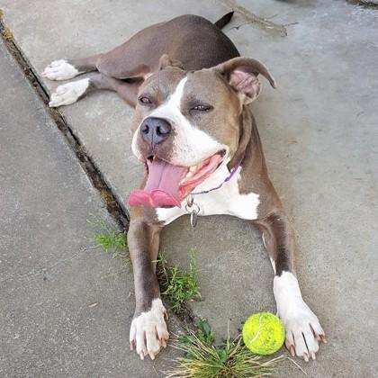 Starlight, Adoptable, Adult Female Pit Bull Terrier & Mixed Breed.