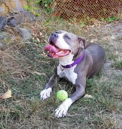 Starlight, Adoptable, Adult Female Pit Bull Terrier & Mixed Breed.