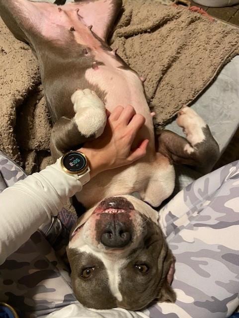 Starlight, Adoptable, Adult Female Pit Bull Terrier & Mixed Breed.