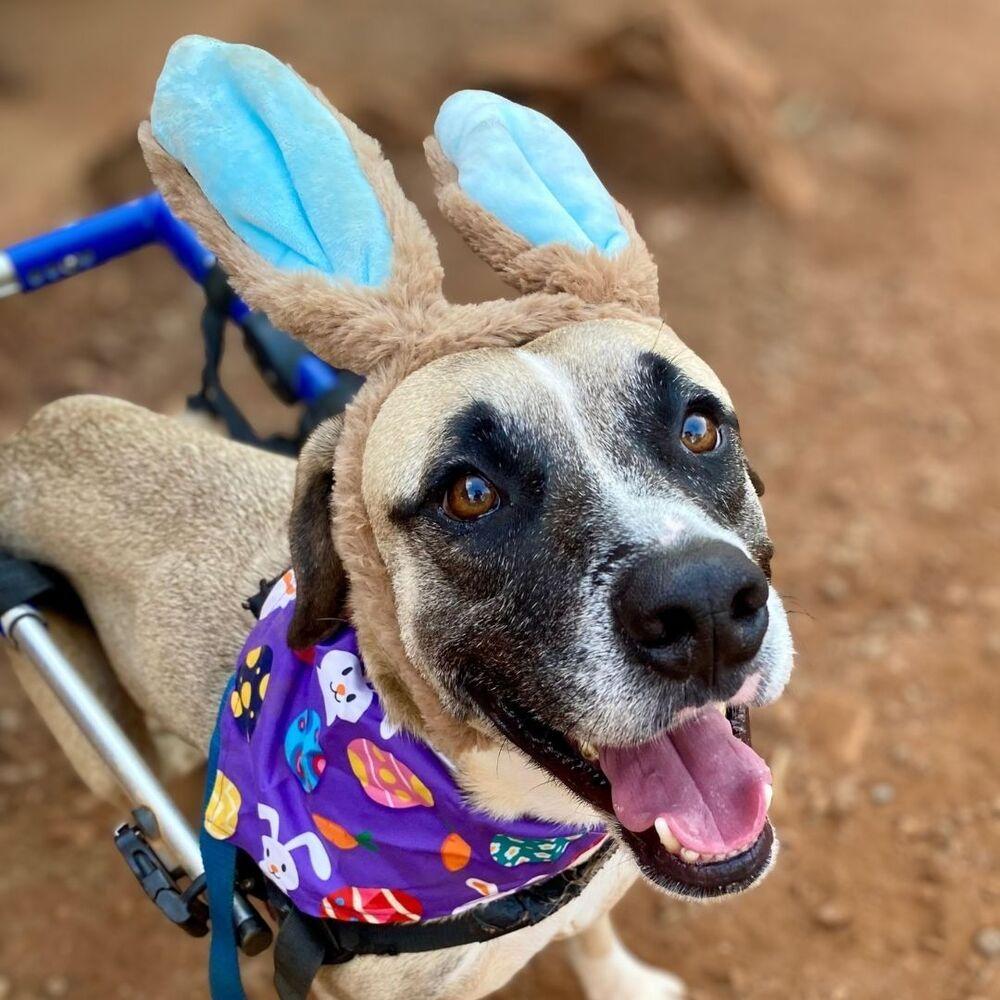 Camilo, Adoptable, Adult Male Mixed Breed.