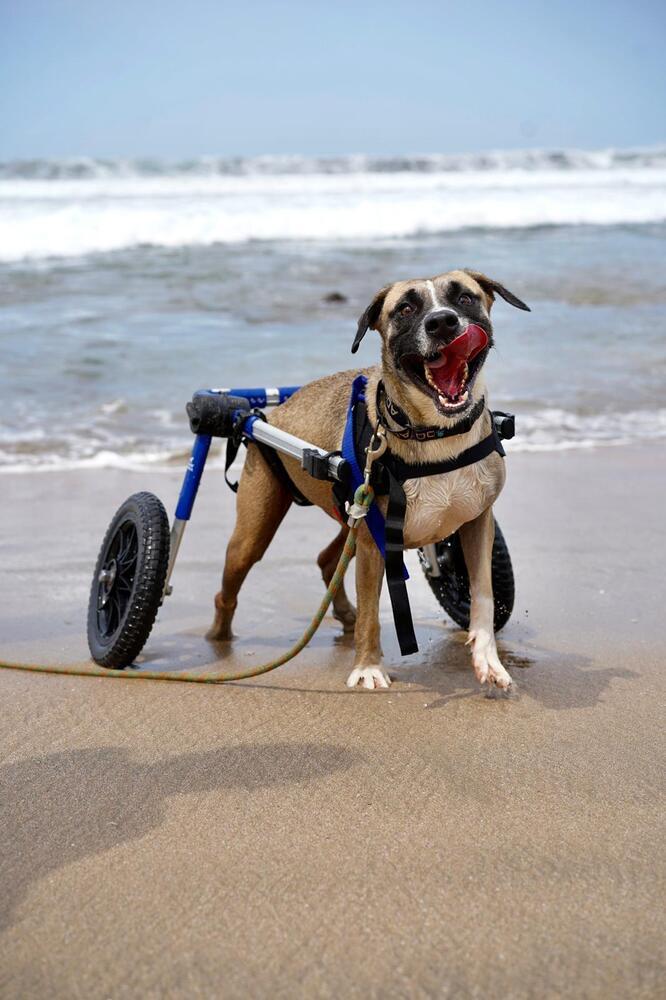 Enlarge Camilo (CP), a Adoptable mixed breed in San Diego, CA image 1/6