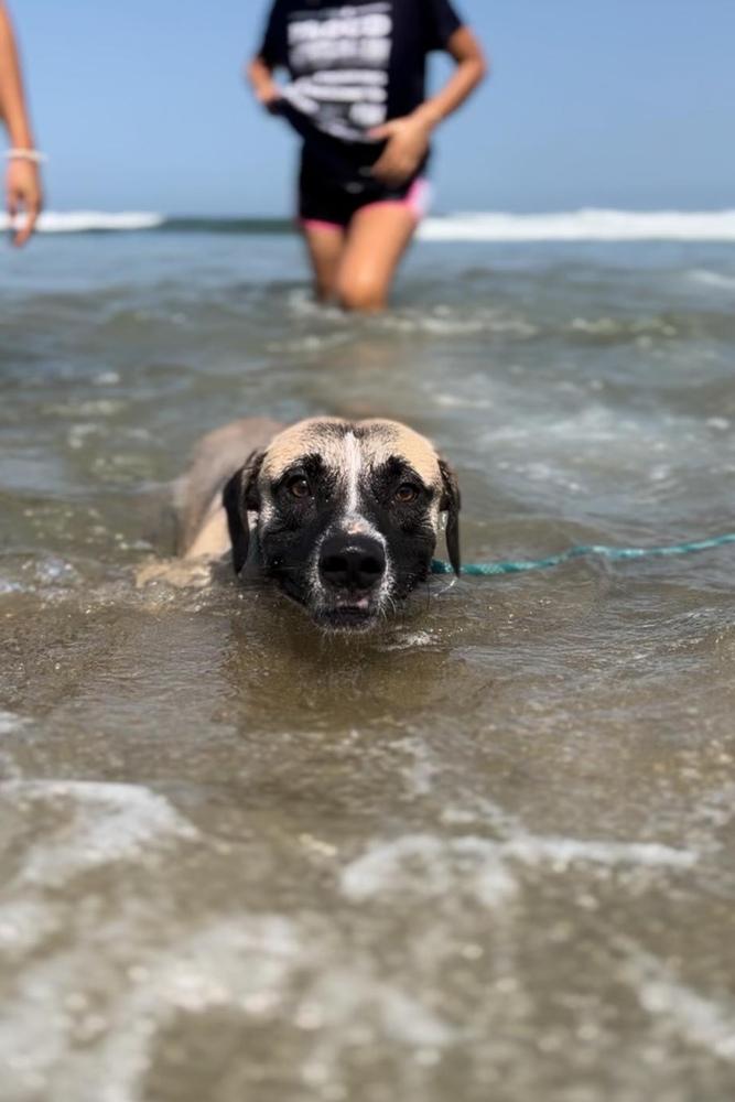 Camilo, a Adoptable mixed breed in San Diego, CA image 2/5