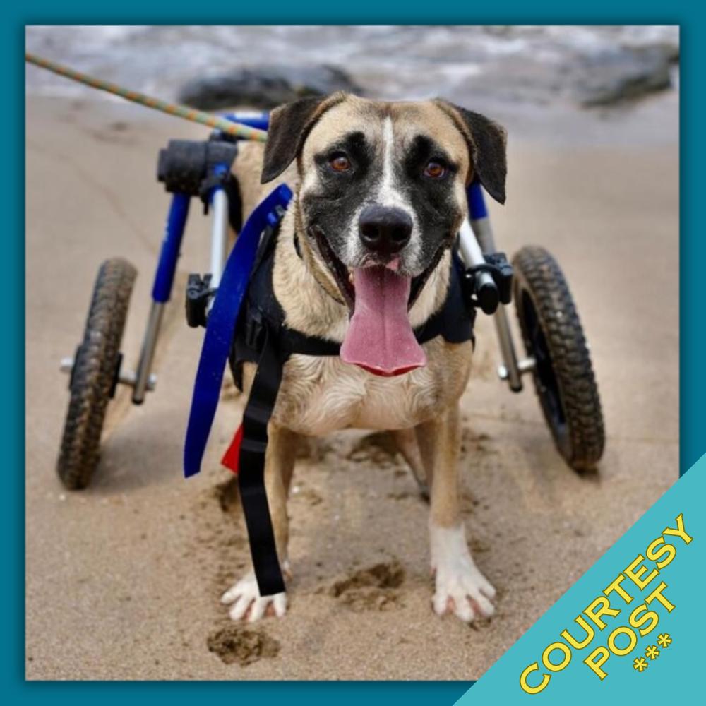 Enlarge Camilo (CP), a Adoptable mixed breed in San Diego, CA image 2/6