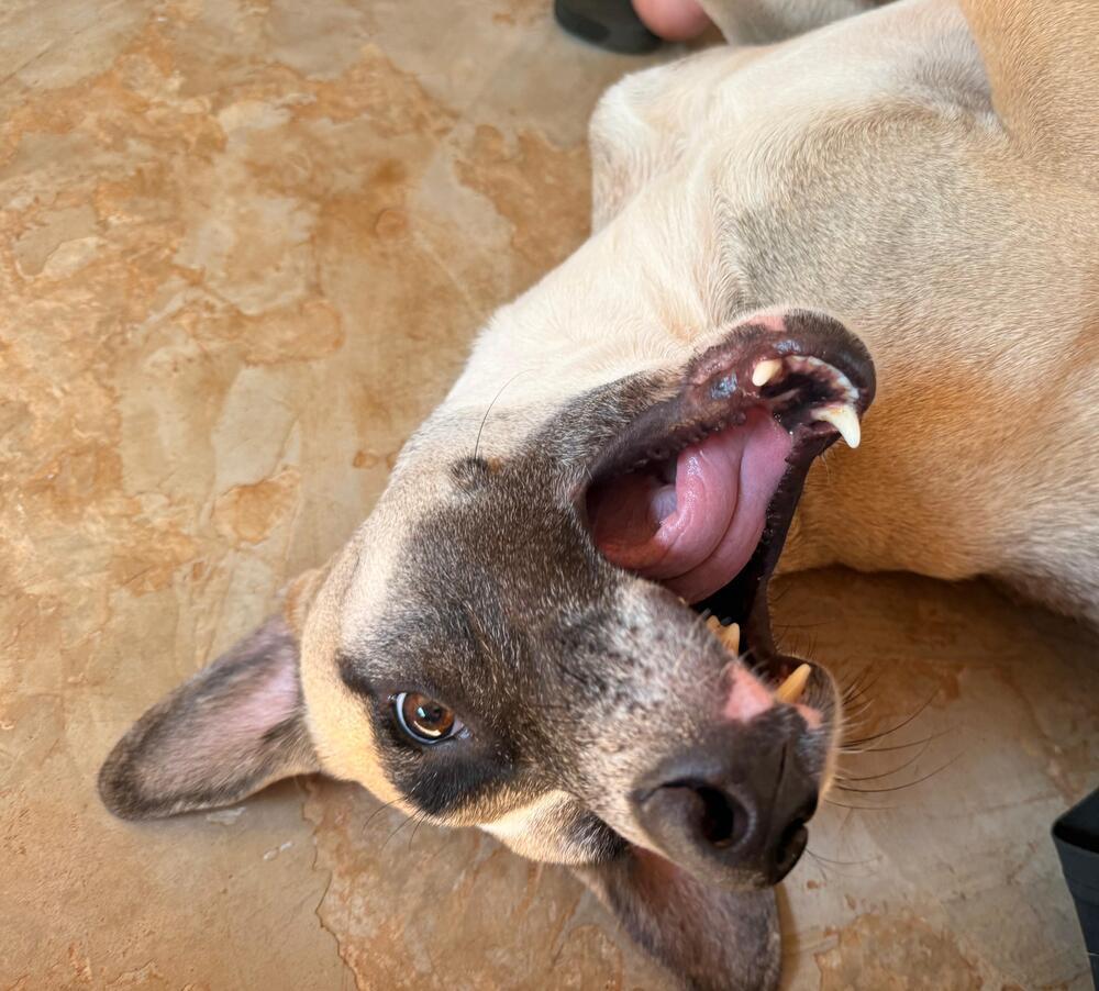 Camilo, a Adoptable mixed breed in San Diego, CA image 3/5