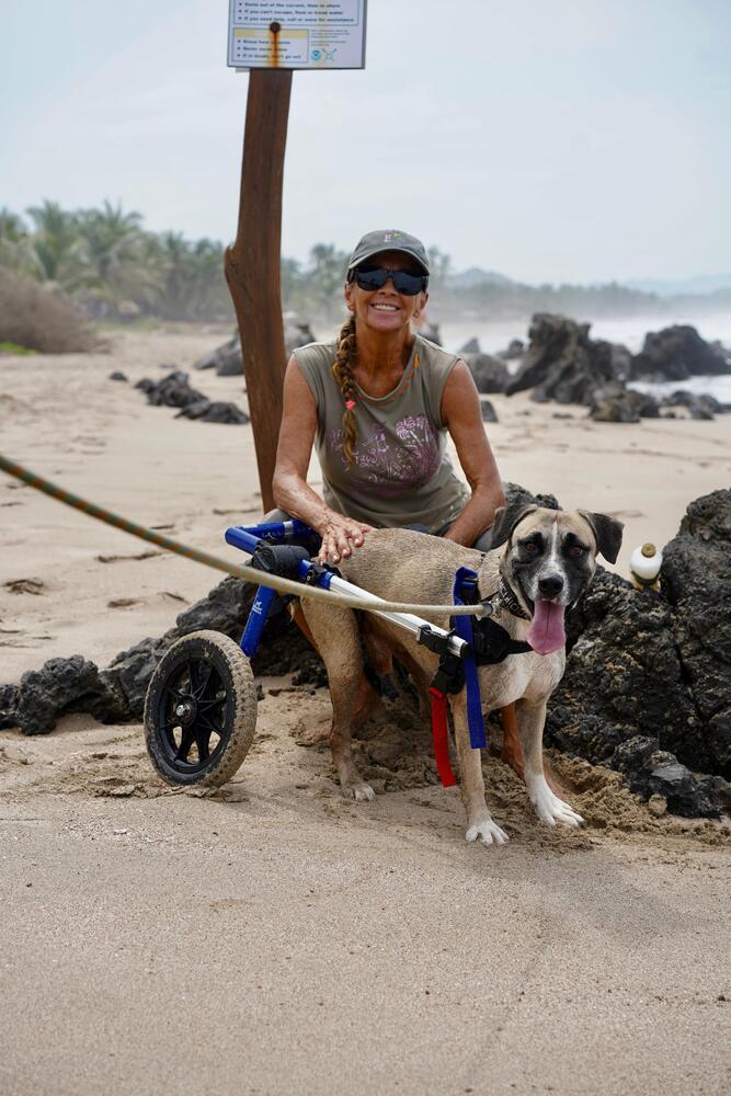 Enlarge Camilo (CP), a Adoptable mixed breed in San Diego, CA image 3/6