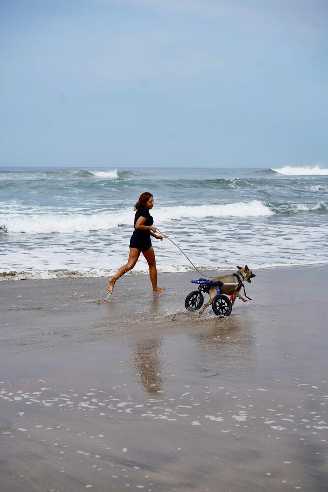 Enlarge Camilo (CP), a Adoptable mixed breed in San Diego, CA image 4/6
