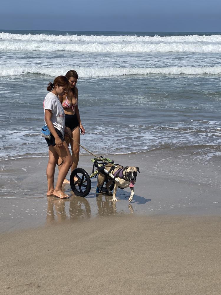 Enlarge Camilo (CP), a Adoptable mixed breed in San Diego, CA image 5/6