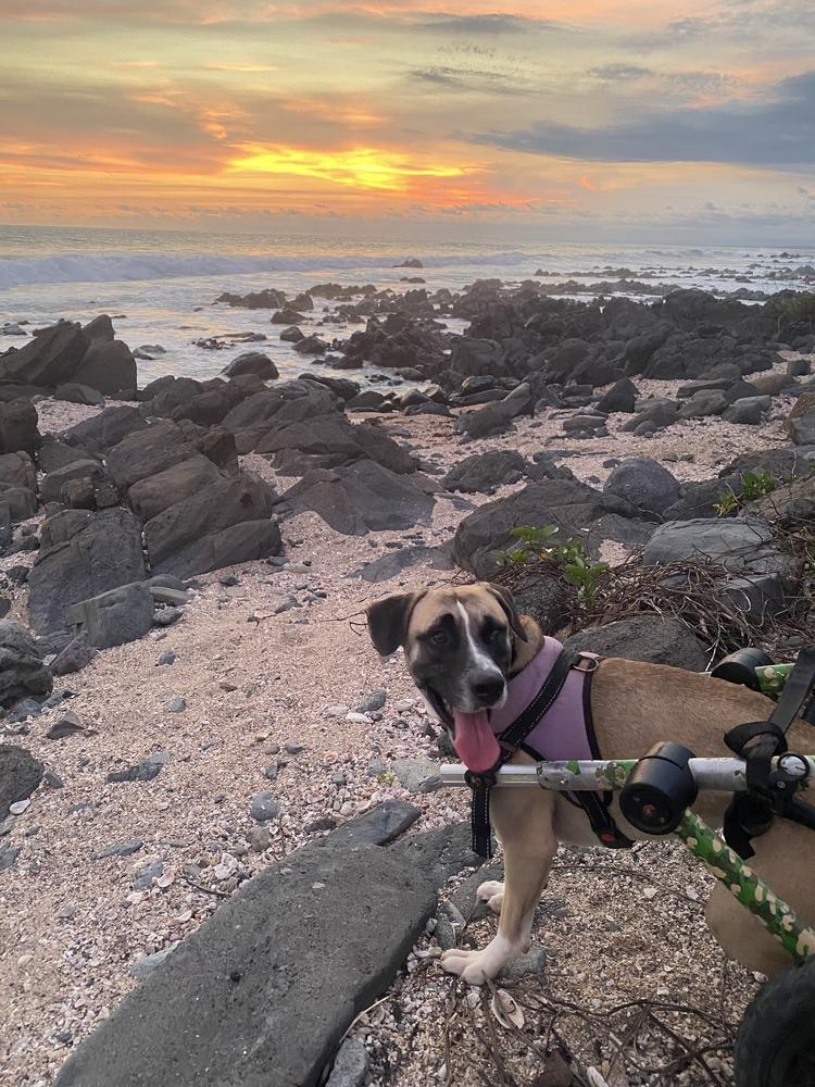 Enlarge Camilo (CP), a Adoptable mixed breed in San Diego, CA image 6/6