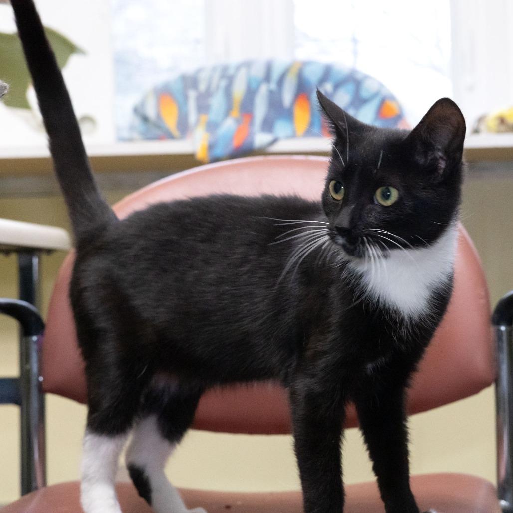 Enlarge Bowie, a Adoptable Domestic Short Hair in McKean, PA image 1/5