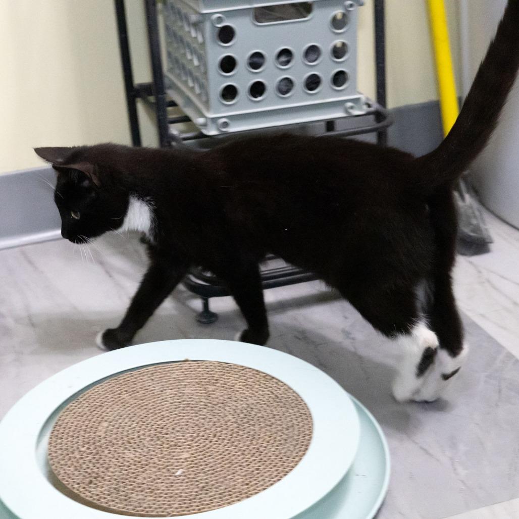 Enlarge Bowie, a Adoptable Domestic Short Hair in McKean, PA image 2/5