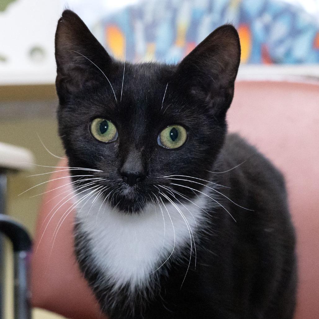 Enlarge Bowie, a Adoptable Domestic Short Hair in McKean, PA image 3/5