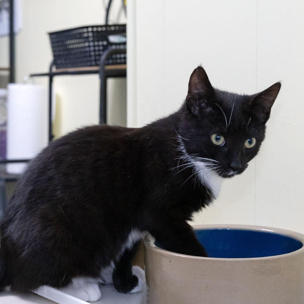 Enlarge Bowie, a Adoptable Domestic Short Hair in McKean, PA image 4/5