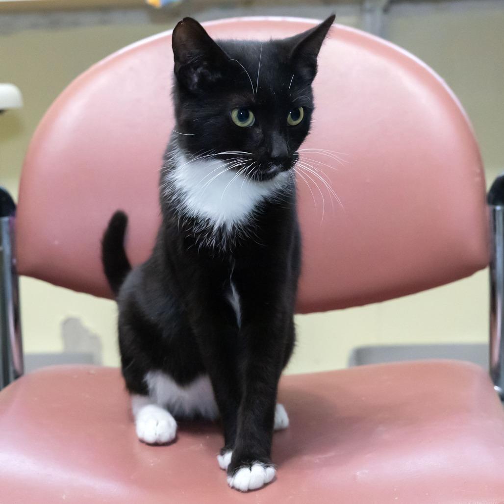 Enlarge Bowie, a Adoptable Domestic Short Hair in McKean, PA image 5/5