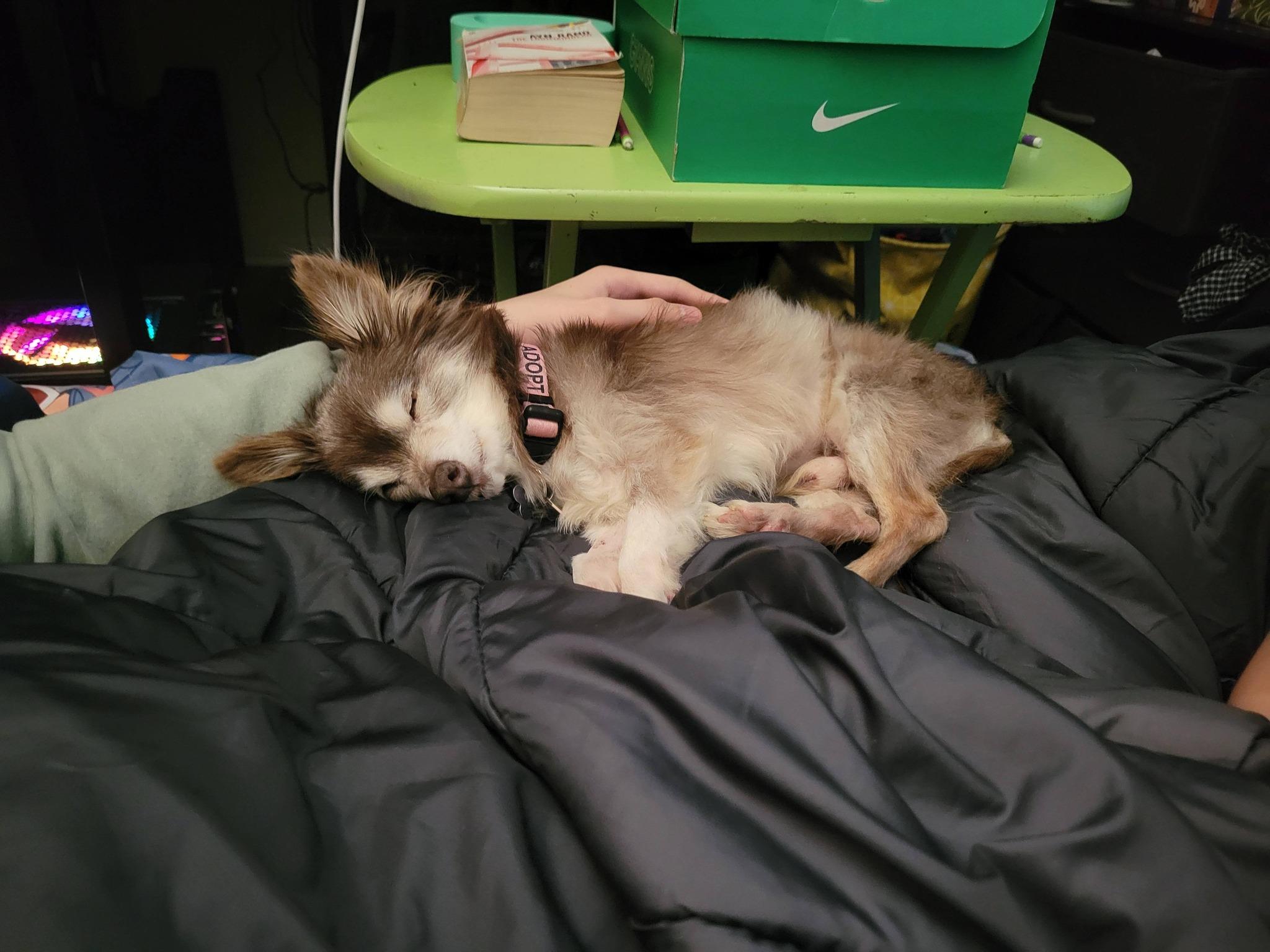 Petey Pablo, Adoptable, Senior Male Chihuahua.