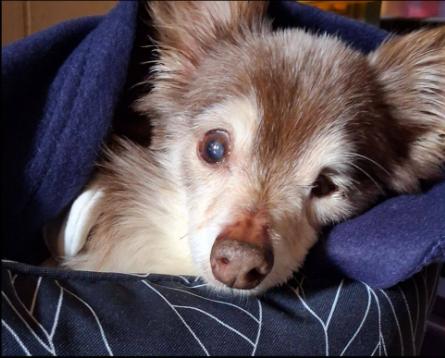 Enlarge Petey Pablo, a Adoptable Chihuahua in Austin, TX image 2/6