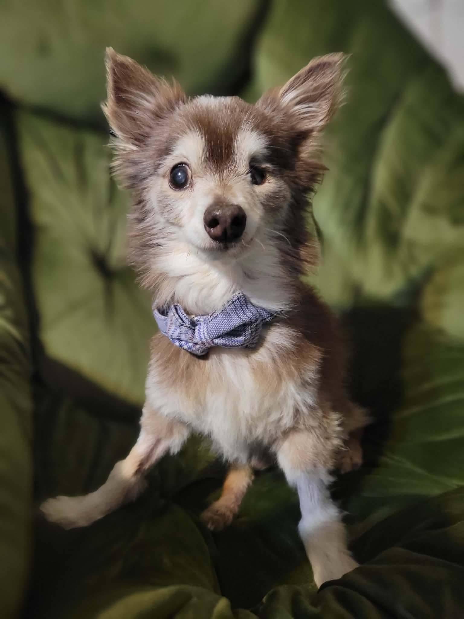 Enlarge Petey Pablo, a Adoptable Chihuahua in Austin, TX image 2/6