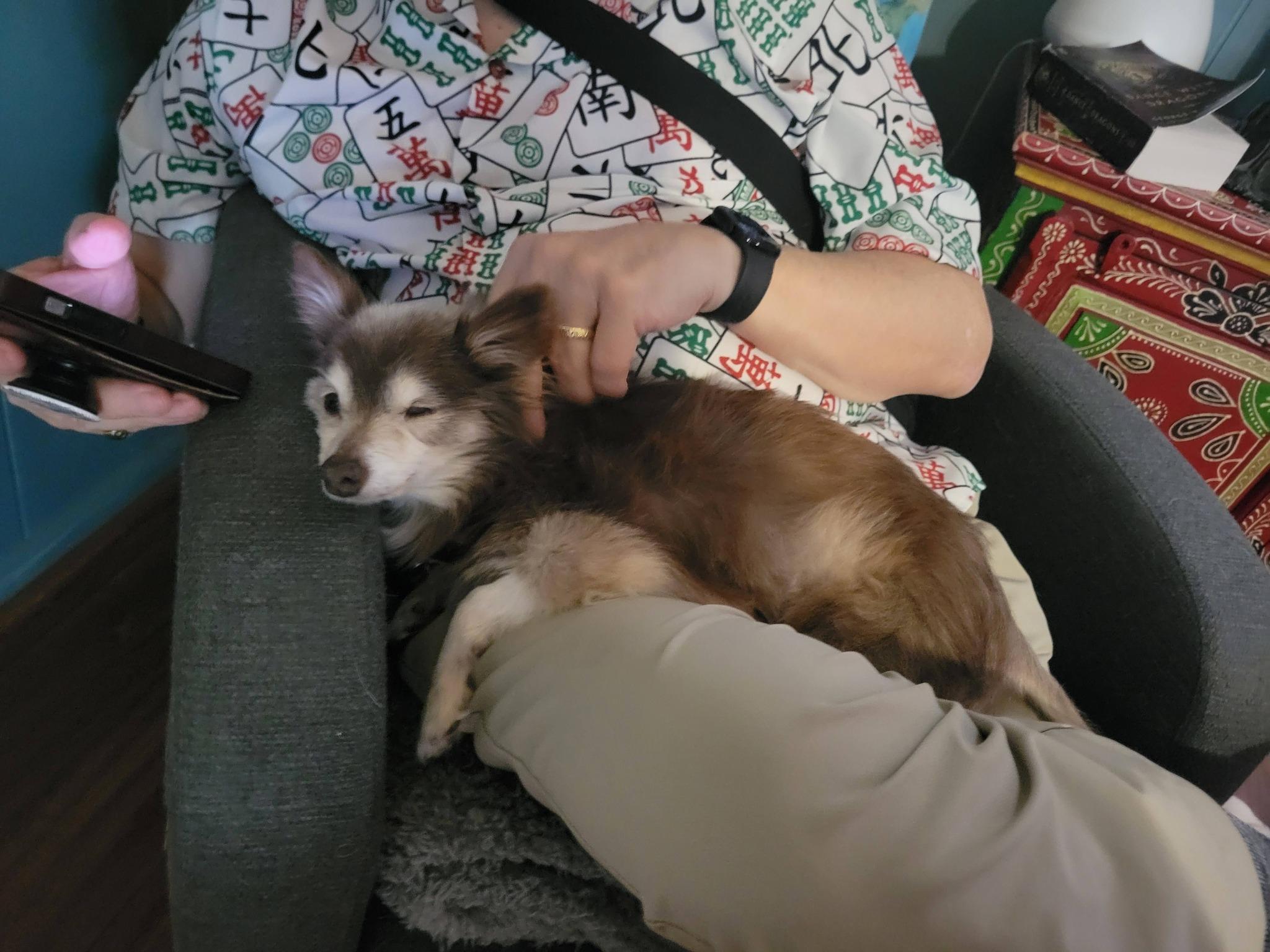 Enlarge Petey Pablo, a Adoptable Chihuahua in Austin, TX image 3/6