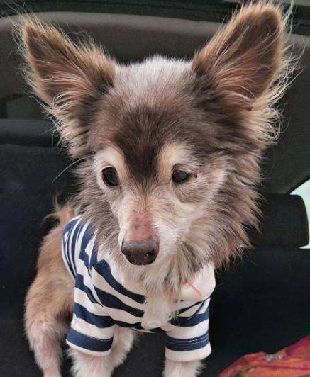 Enlarge Petey Pablo, a Adoptable Chihuahua in Austin, TX image 4/6