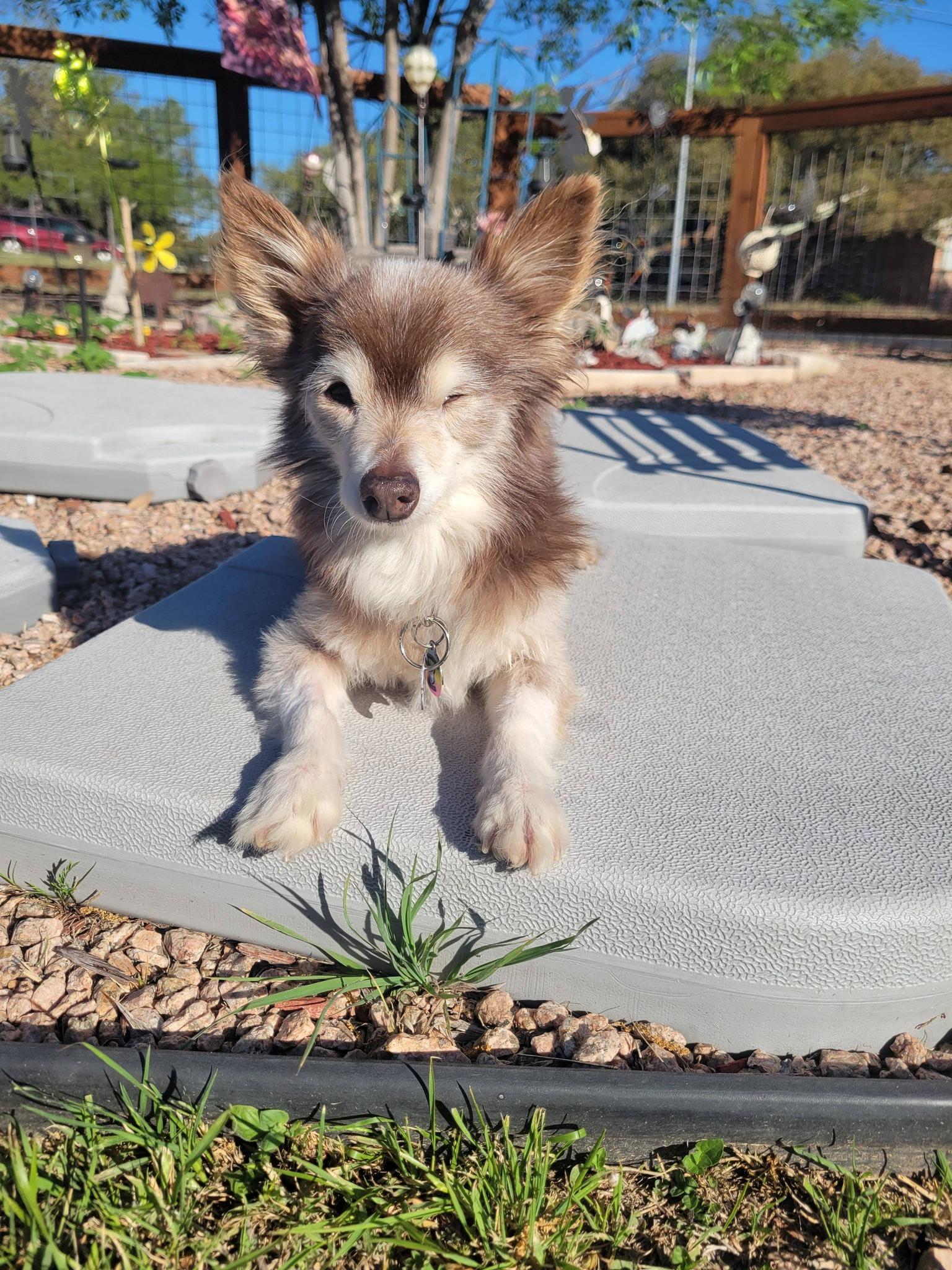 Enlarge Petey Pablo, a Adoptable Chihuahua in Austin, TX image 5/6