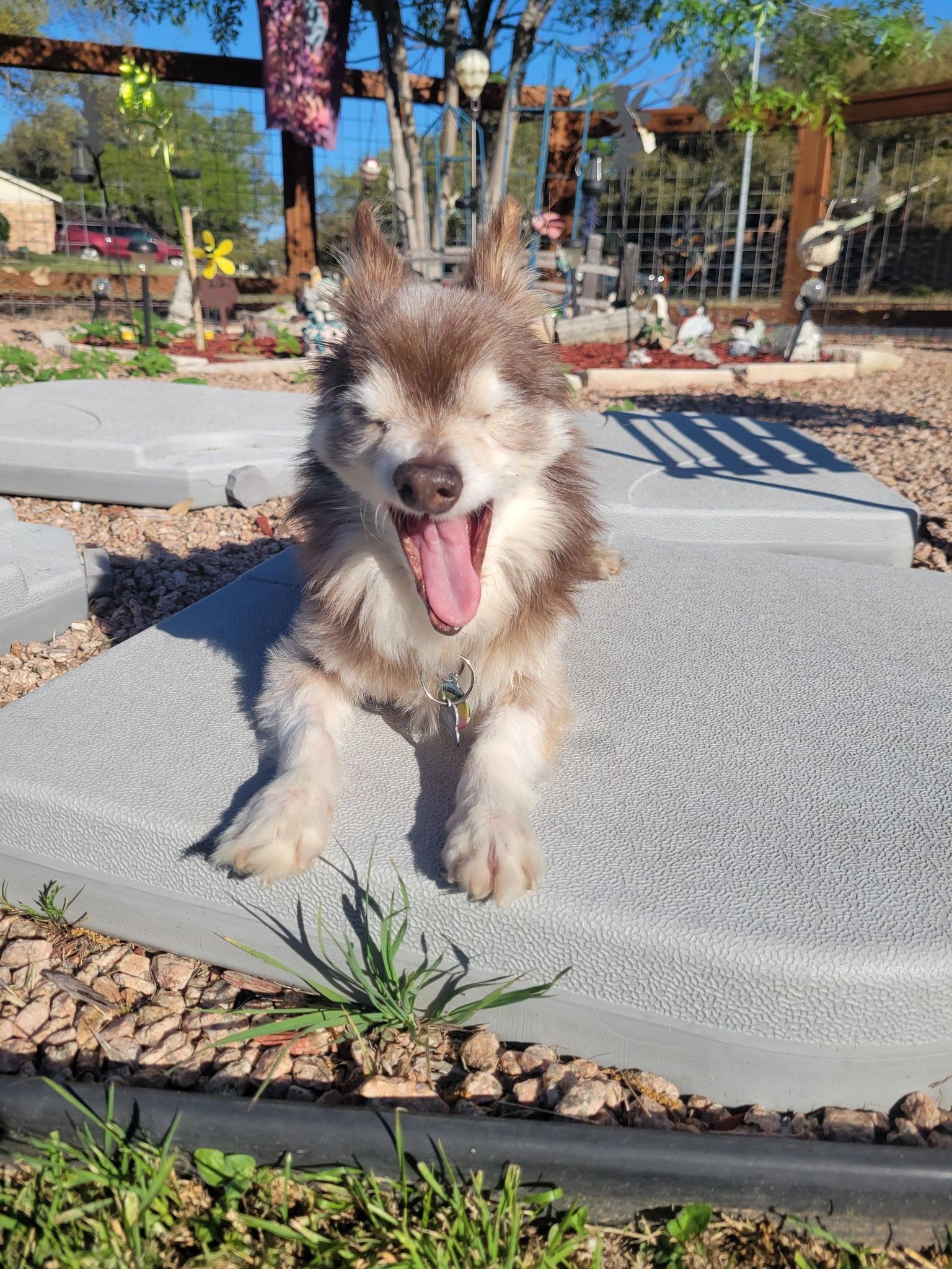 Enlarge Petey Pablo, a Adoptable Chihuahua in Austin, TX image 6/6