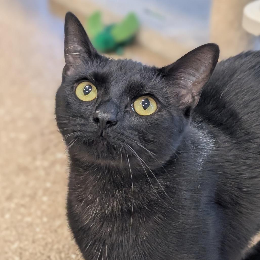 Scout, Adoptable, Young Female Domestic Short Hair.