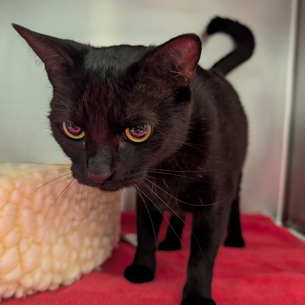 Enlarge Scout, a Adoptable Domestic Short Hair in Sonoma, CA image 2/2