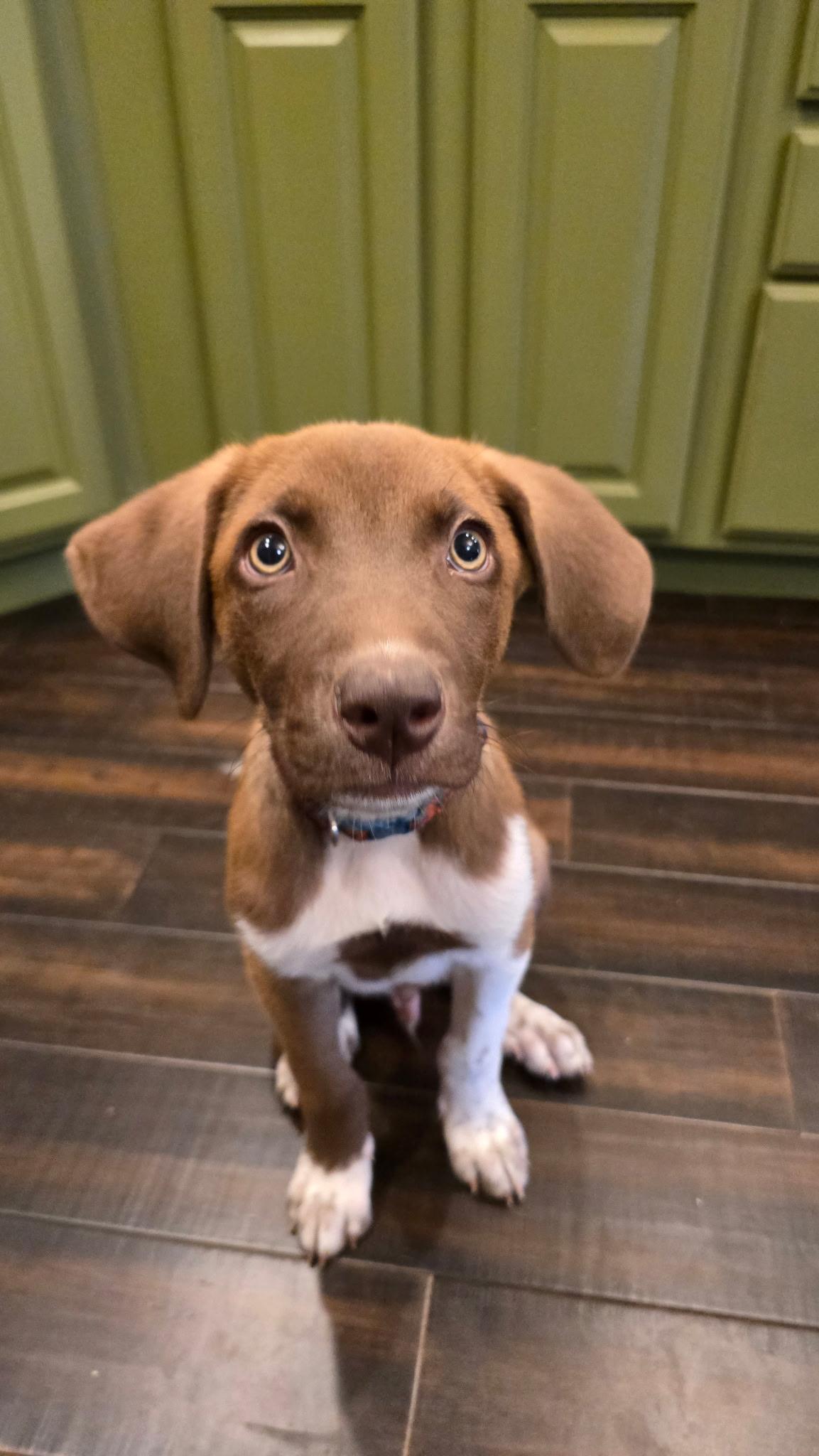 Leo, Adoptable, Puppy Male Retriever.