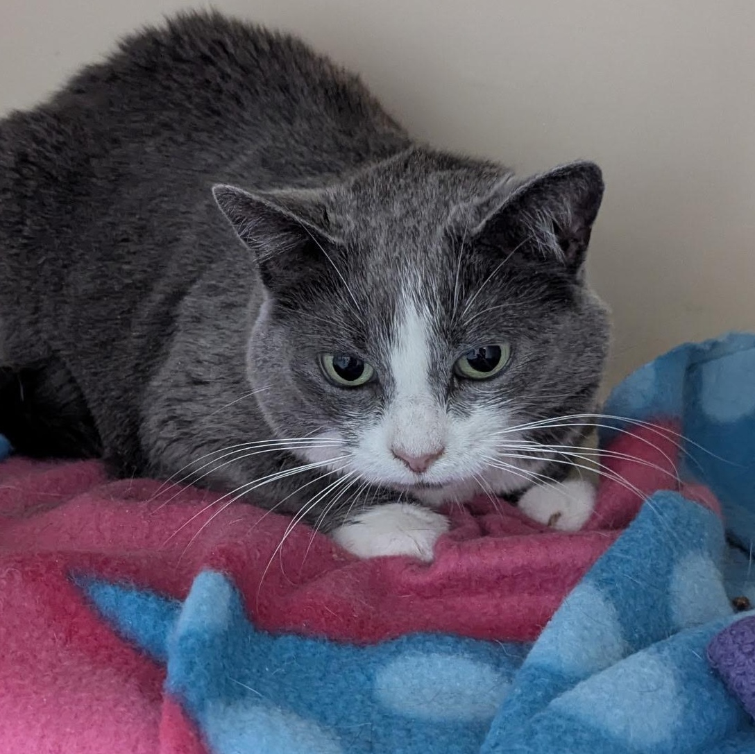 Enlarge Violet, an adoptable Domestic Short Hair in Elyria, OH image 3/6