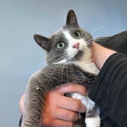 Enlarge Violet, an adoptable Domestic Short Hair in Elyria, OH image 5/6