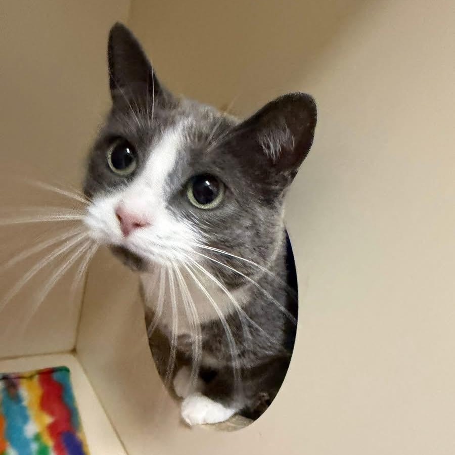 Enlarge Violet, an adoptable Domestic Short Hair in Elyria, OH image 2/6