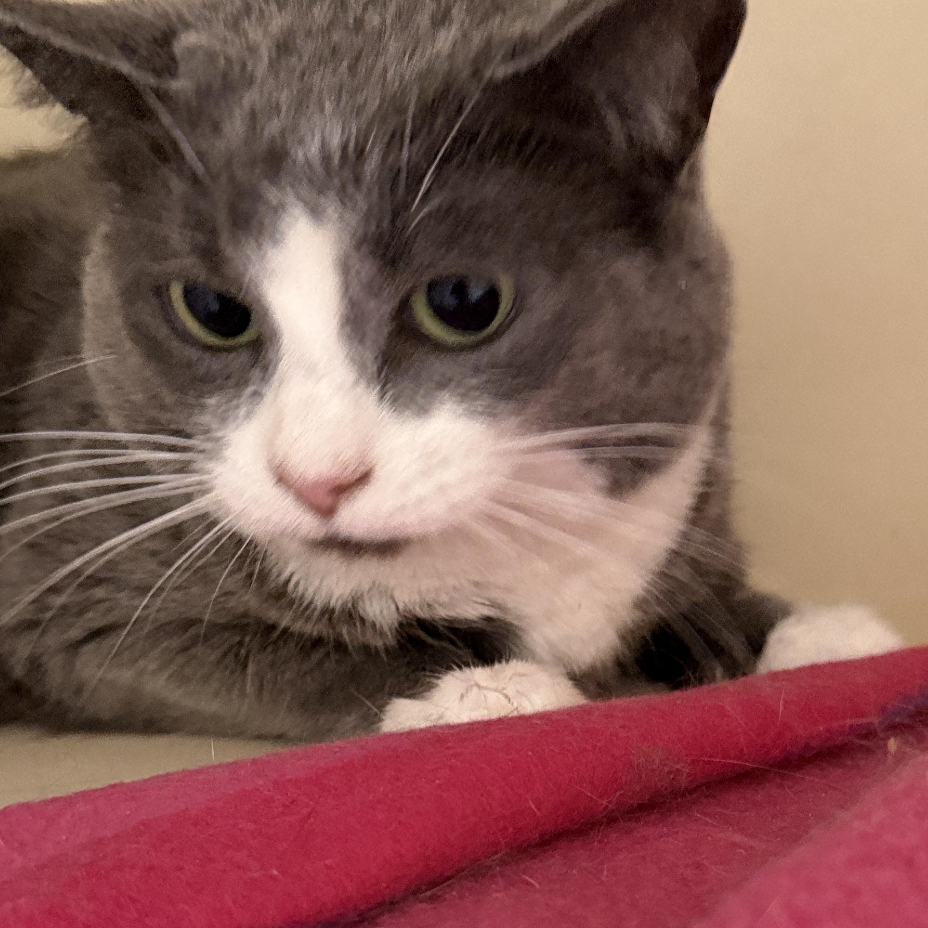 Enlarge Violet, an adoptable Domestic Short Hair in Elyria, OH image 6/6