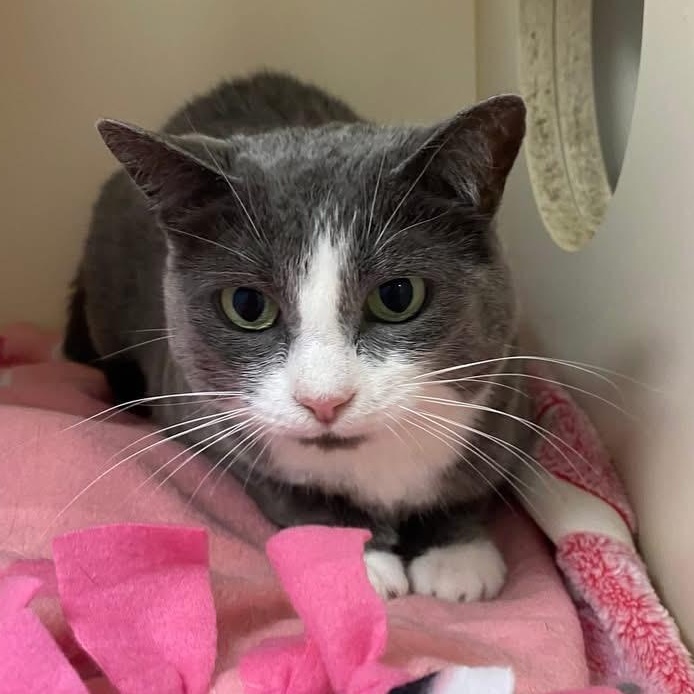 Enlarge Violet, an adoptable Domestic Short Hair in Elyria, OH image 1/6