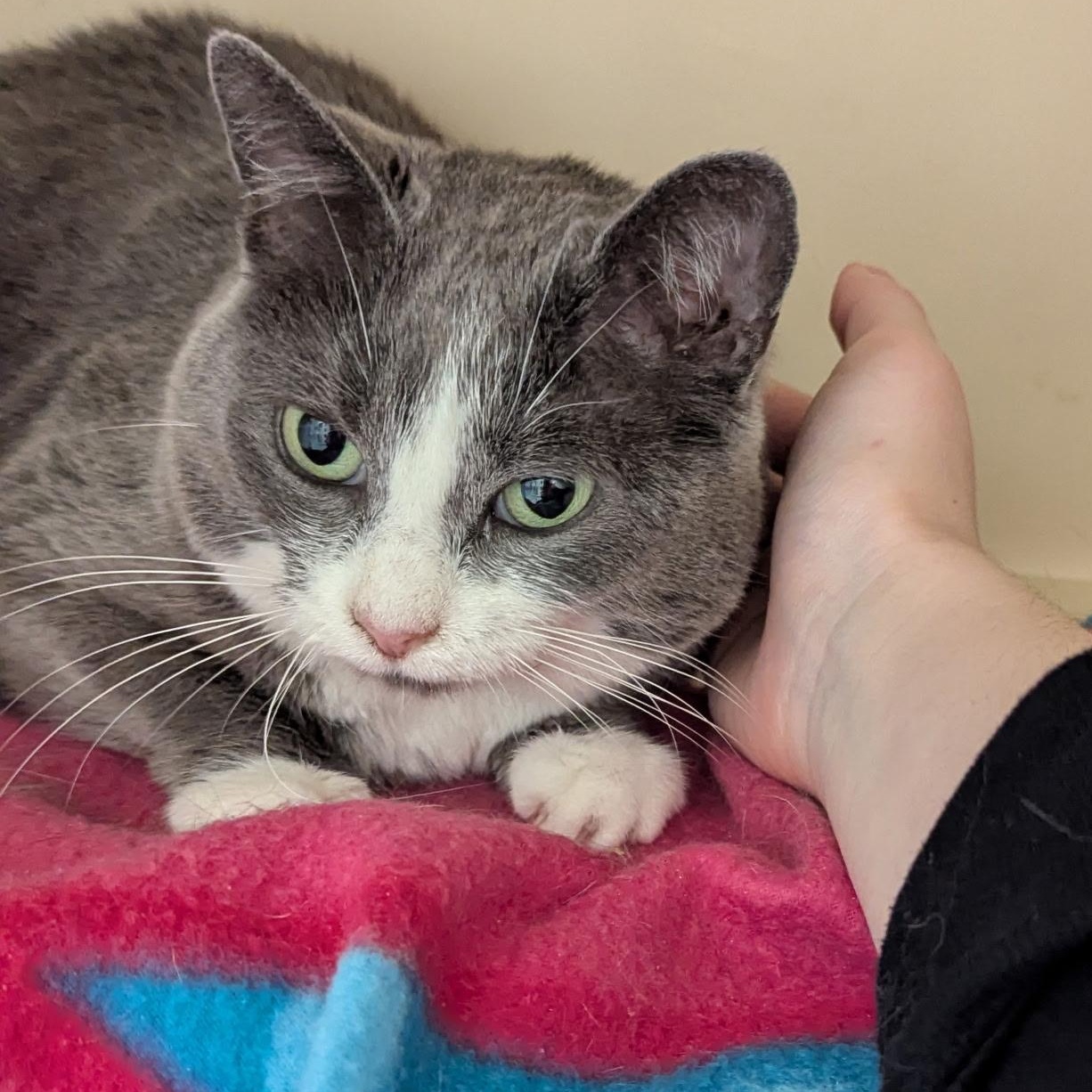 Enlarge Violet, an adoptable Domestic Short Hair in Elyria, OH image 4/6