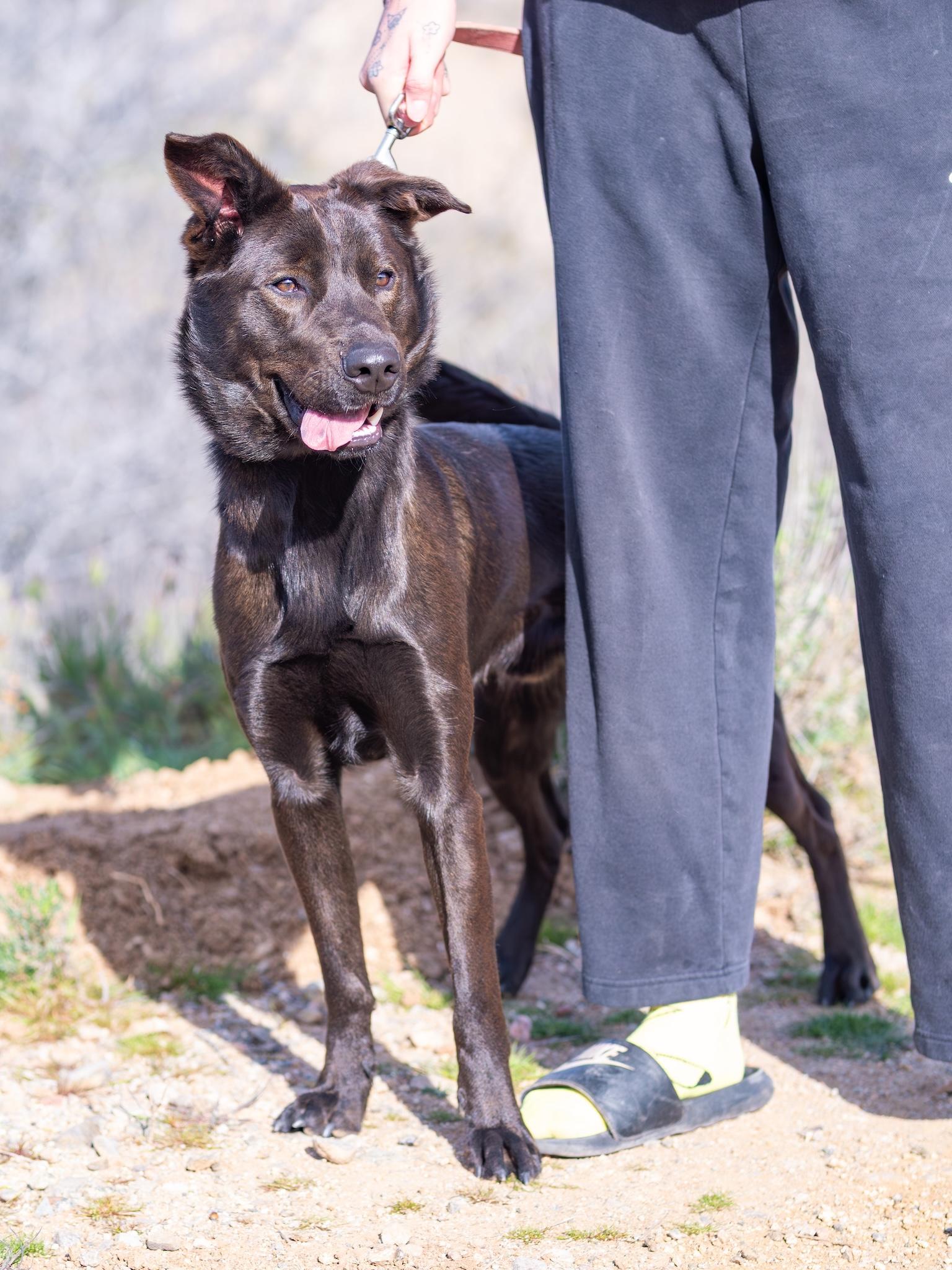 Asher, ADOPTABLE, Adult Male German Shepherd Dog.
