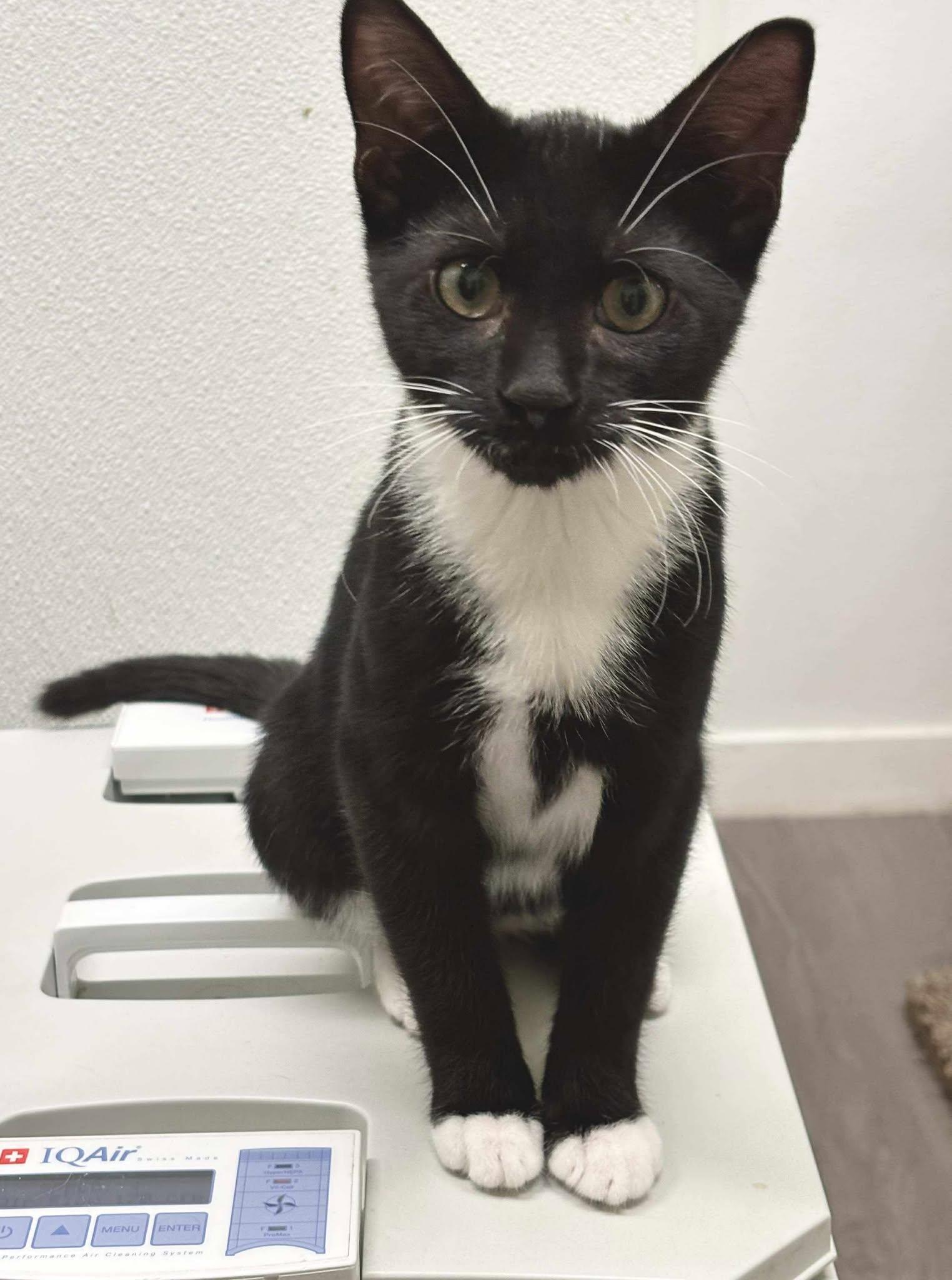 Maestro, Adopted, Young Male Domestic Short Hair.