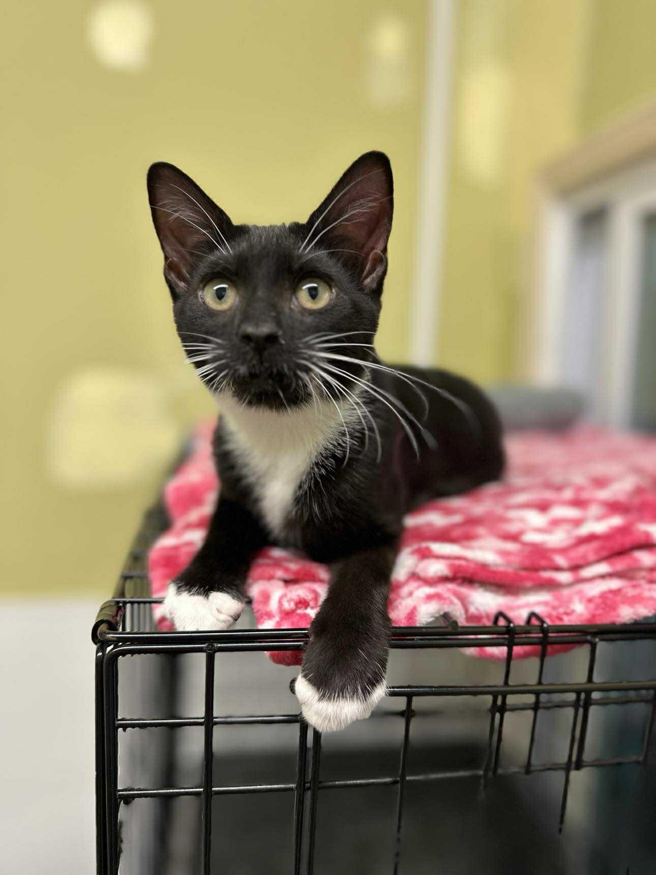 Enlarge Maestro, a Adopted Domestic Short Hair in Gonic, NH image 2/3