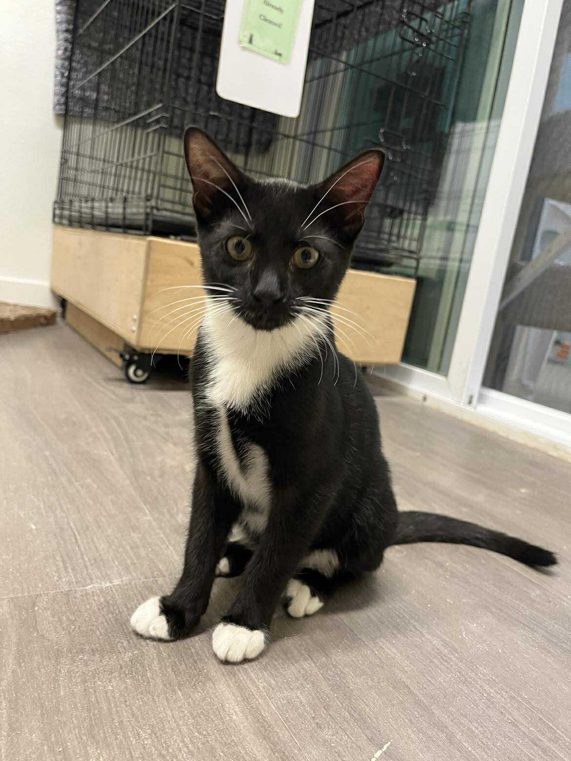 Enlarge Maestro, a Adopted Domestic Short Hair in Gonic, NH image 3/3