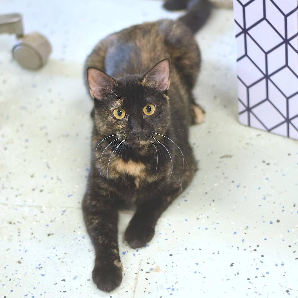 Fern, Adoptable, Adult Female Domestic Medium Hair.
