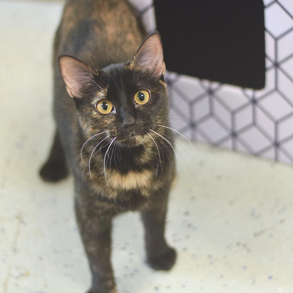 Enlarge Fern, a Adoptable Domestic Medium Hair in Belleville, IL image 2/6