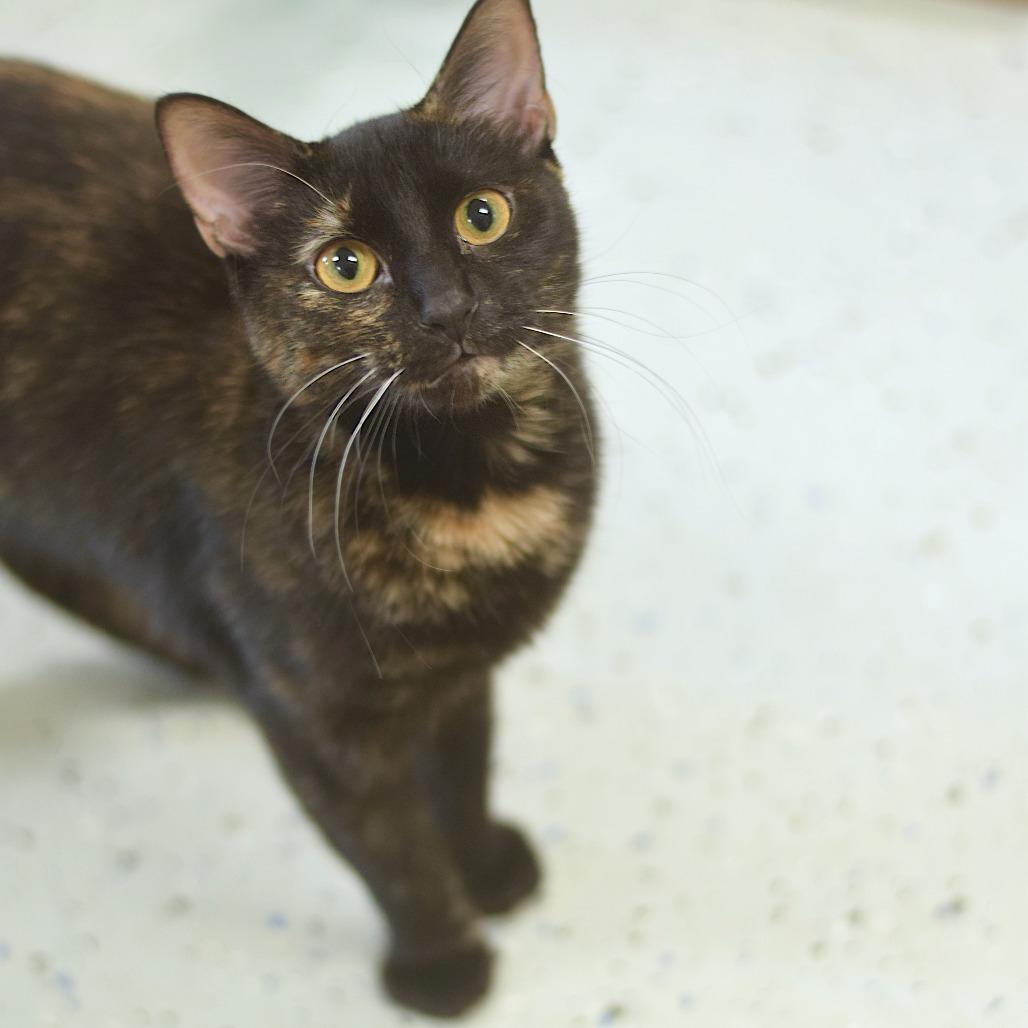 Enlarge Fern, a Adoptable Domestic Medium Hair in Belleville, IL image 3/6
