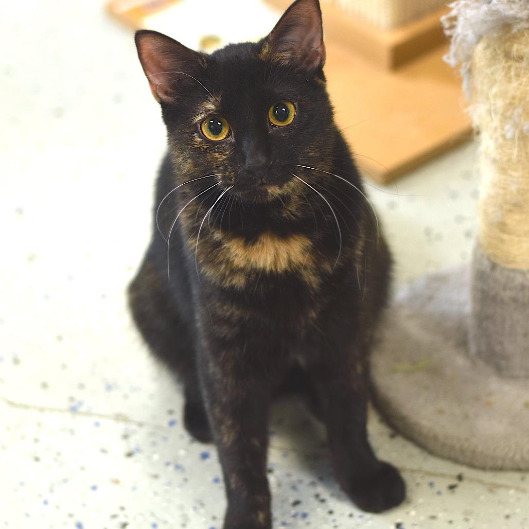 Enlarge Fern, a Adoptable Domestic Medium Hair in Belleville, IL image 4/6