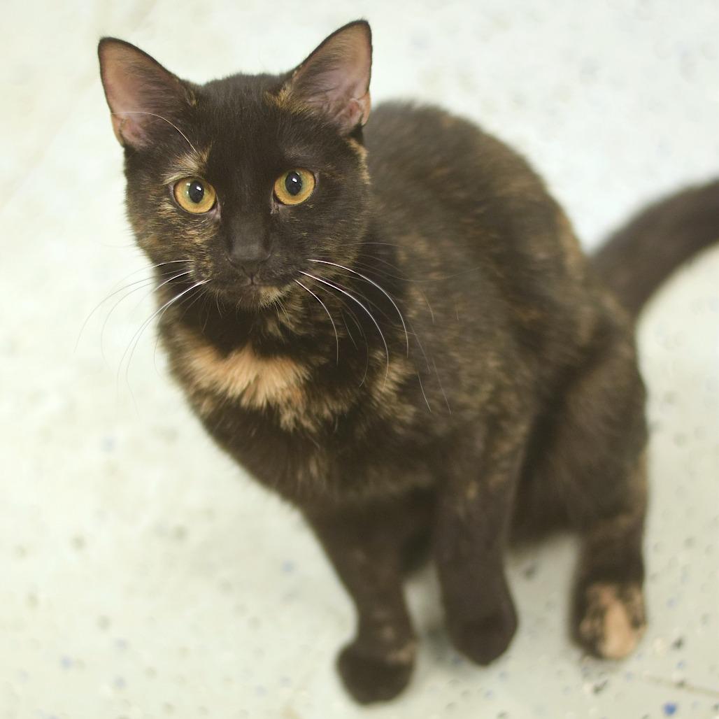 Enlarge Fern, a Adoptable Domestic Medium Hair in Belleville, IL image 6/6