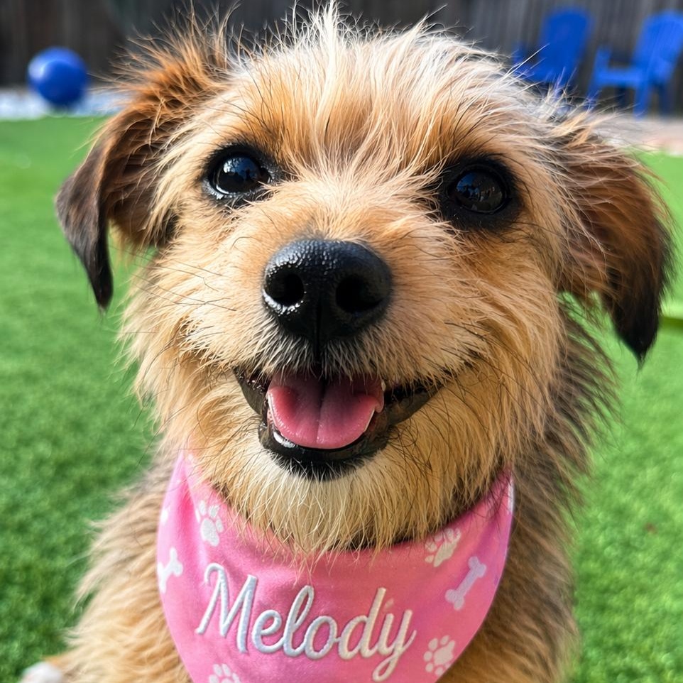 Enlarge MELODY, an adopted mixed breed in Dallas, TX image 1/1