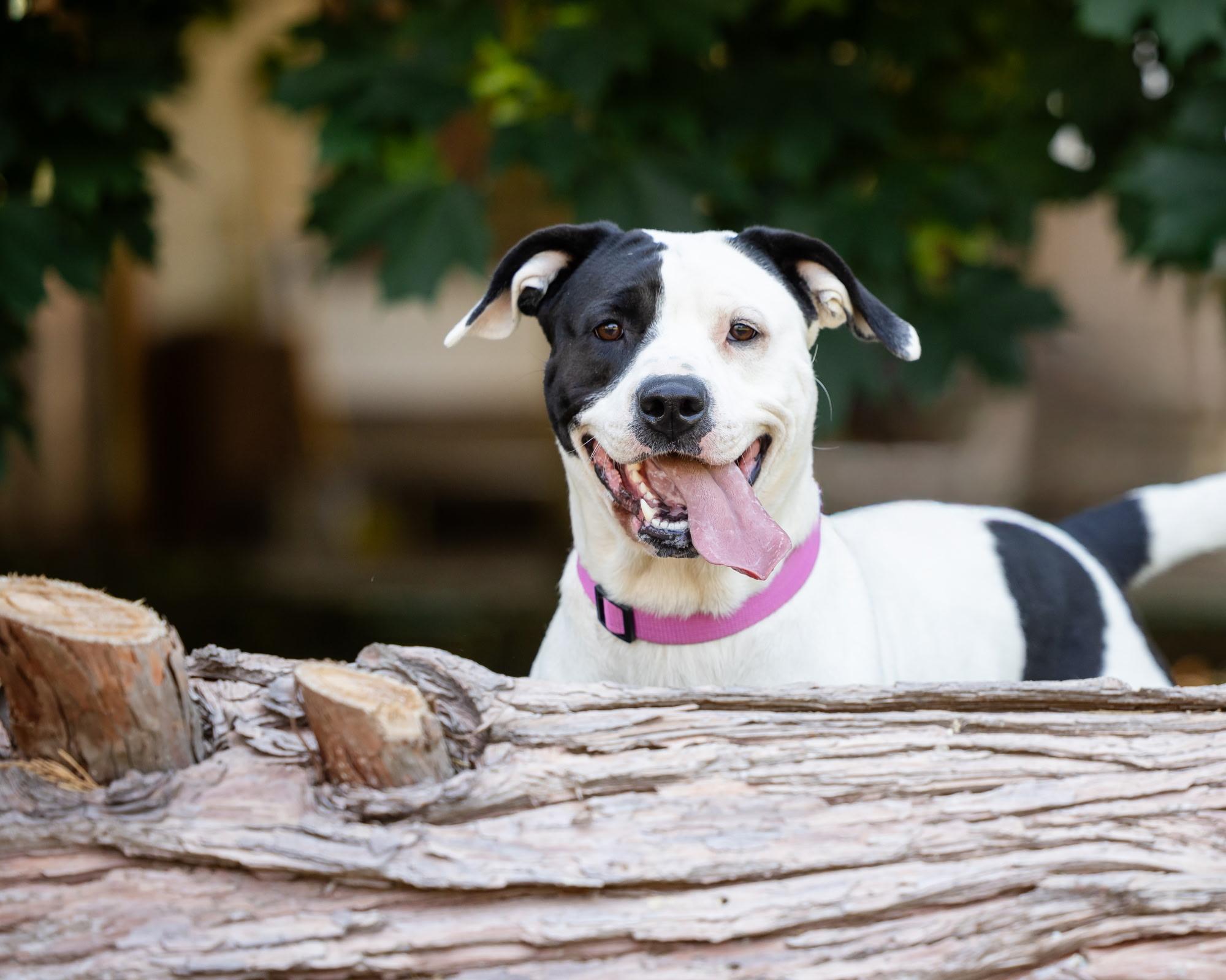 Enlarge Paisley, a Adoptable mixed breed in Salem, OR image 1/4