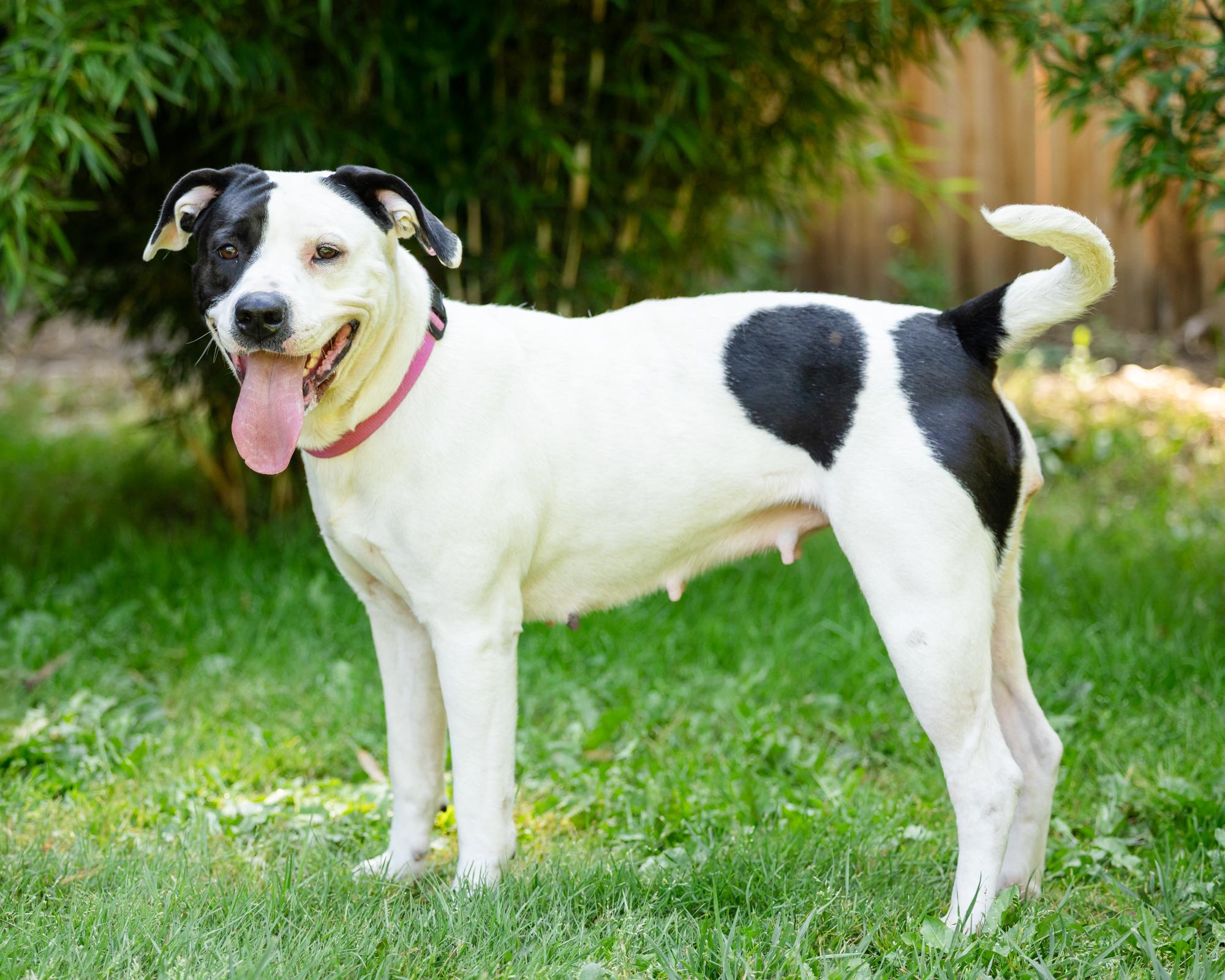Paisley, an adoptable Pit Bull Terrier in Salem, OR, 97305 | Photo Image 2