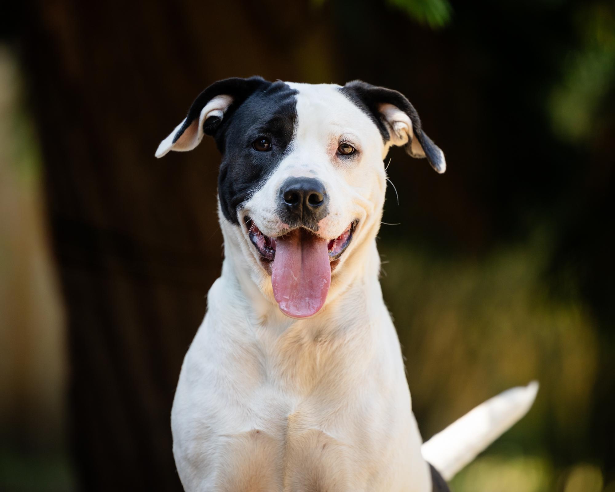 Paisley, a Adoptable mixed breed in Salem, OR image 1/3