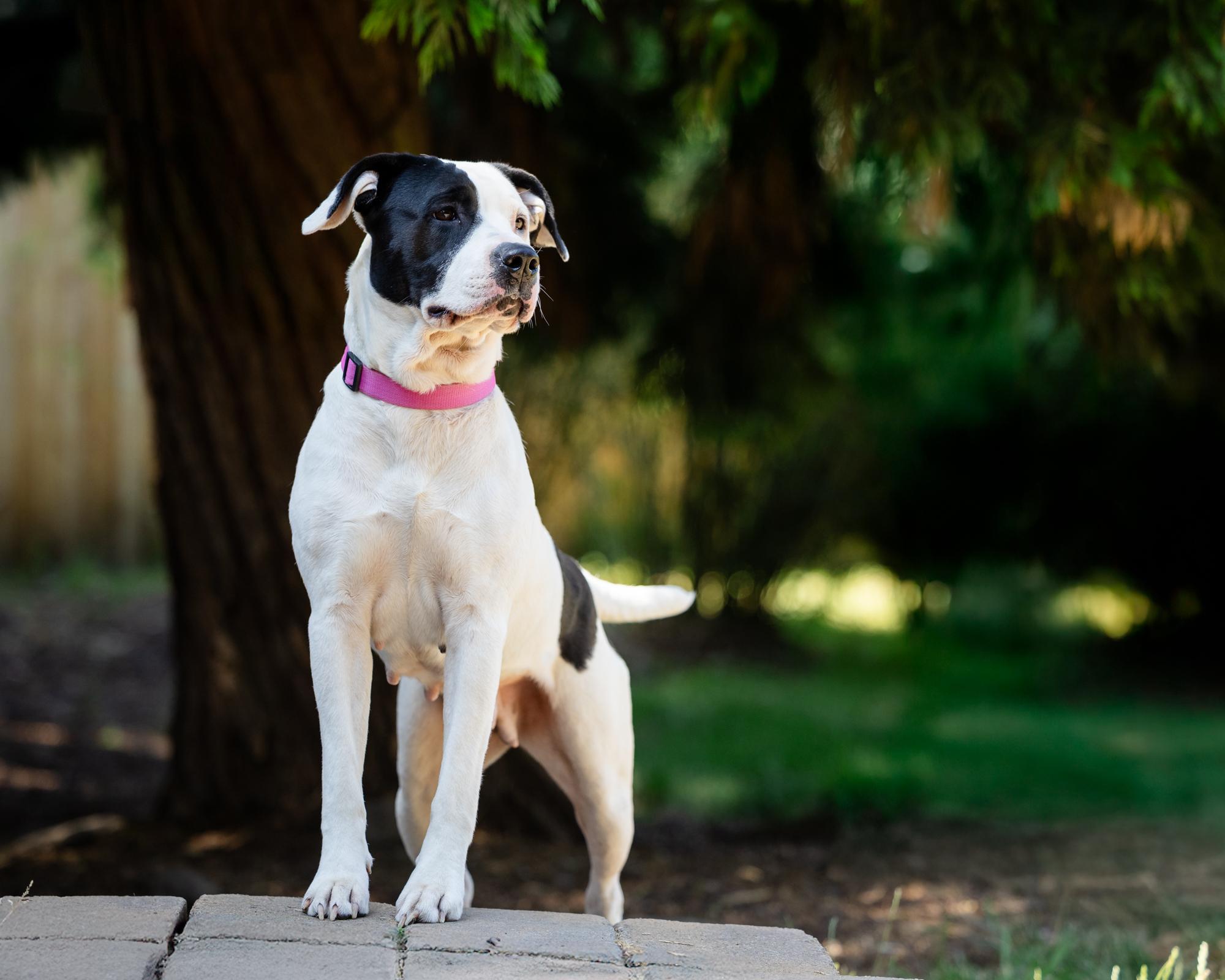 Paisley, a Adoptable mixed breed in Salem, OR image 3/3