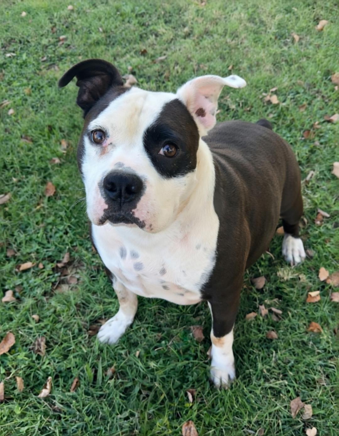 Chubs, Adoptable, Adult Male American Bully.