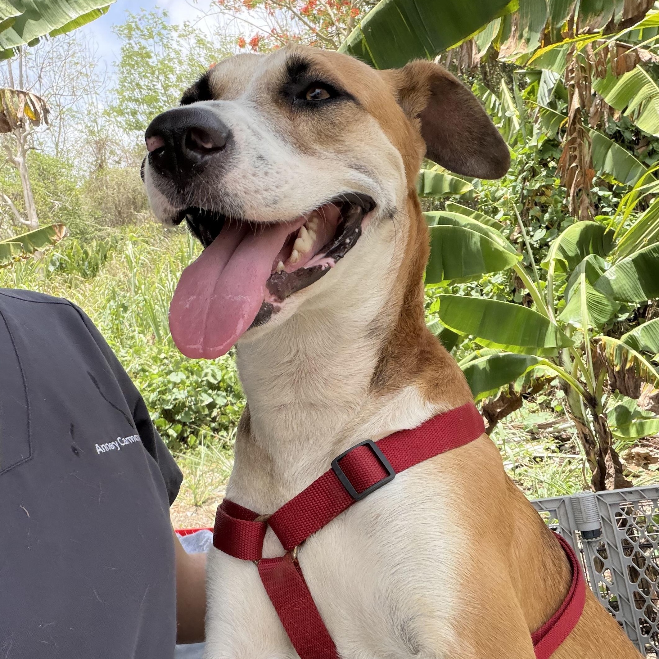 Enlarge Louis - The Big Playful Lovebug, a Adoptable mixed breed in NEWARK, NJ image 3/6
